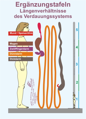Reflexzonen Erg&auml;nzung - L&auml;ngenverh&auml;ltnisse des Verdauungssystems