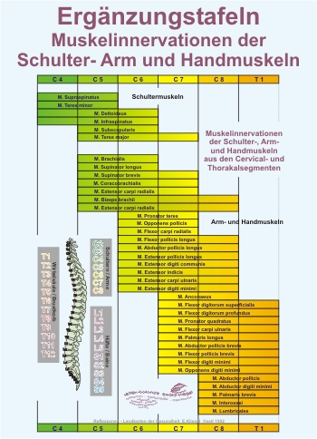 Reflexzonen Erg&auml;nzung - Muskelinnervationen der Schulter- Arm und Handmuskeln