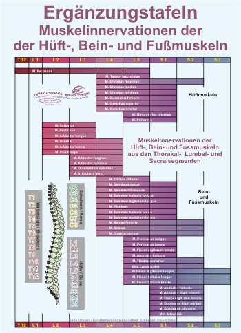 Reflexzonen Erg&auml;nzung - Muskelinnervationen der H&uuml;ft-, Bein- und Fu&szlig;muskeln