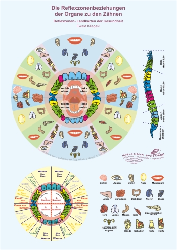Reflexzonen - Beziehungen der Organe zu den Z&auml;hnen