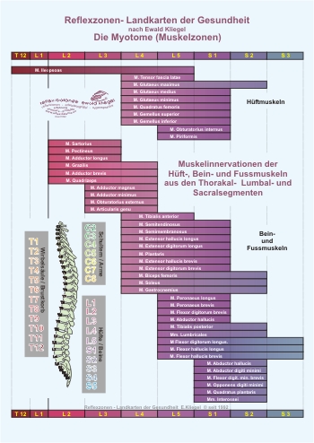 Myotome - Nervenversorgung Muskulatur untere Extremit&auml;t
