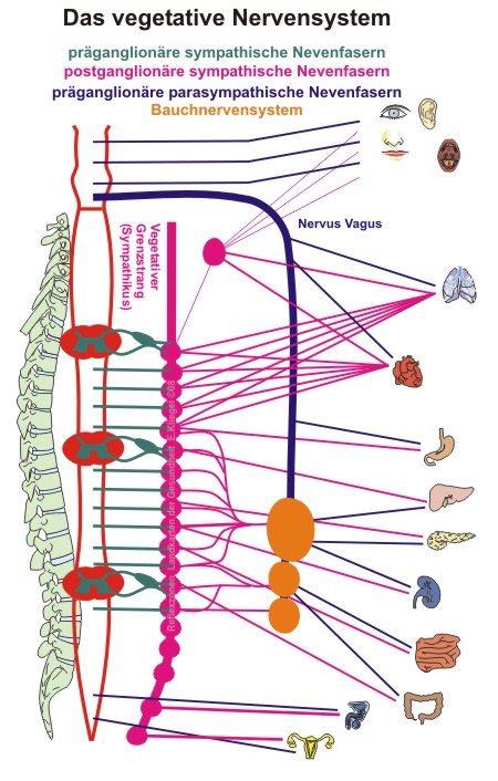 Reflexzonen - Innere Kommunikation Reflexzonen - Innere Kommunikation